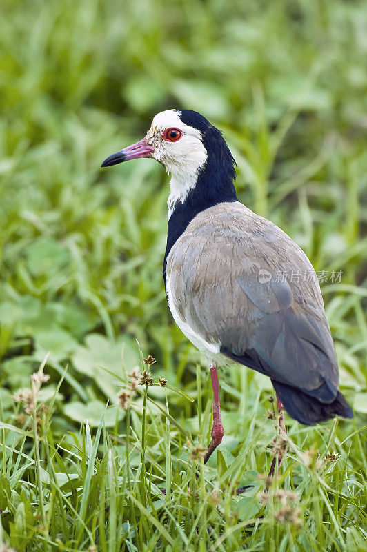 长趾田凫(Vanellus crassirostris)是鸻科鸟类的一种。肯尼亚安博塞利国家公园。鸻形目。